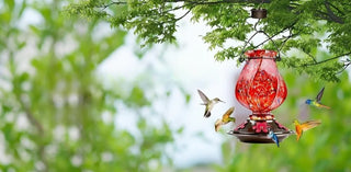 awa nest, awanest, cahe for my birds, all things feathered, hummingbird cage, hummingbird nest, tools for my humming bird, yello bird nest, tools for my yellowbird, humming bird facts, bird feed